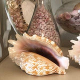 Strombus Sinuatus Shell aka Orchid Conch for collections, shell art, home decor, coastal decor, weddings, crafts, gift