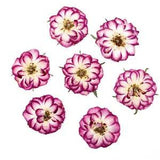 10pcs/bag Real Natural Dried Pressed Flowers DIY Art Crafts Epoxy Resin...