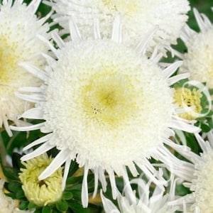 China Aster Tall Princess Cymes White Cream Yellow Flowers 1g - 200 NON GMO Seeds - Callistephus Chinensis