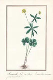 Roosterfoot Buttercup Ranunculus Flower Flower Botany Botany Watercolor Drawing 1830
