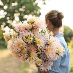50+ Apricot Needle China Aster 'Valkyrie Chamois' seeds