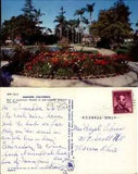 Ranunculus flower bed Anaheim City Park California chrome 1960s