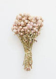 Pink Globe Amaranth | Dried Flowers | Afloral.com Flower Delivery