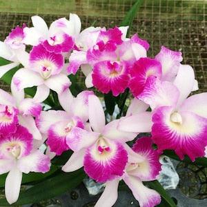 Orchid live plant BLC Mari's Glory purple lavender flower ~Fragrant