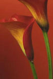 Poster Red Calla Lilies