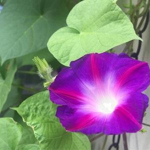 Morning Glory seeds - Grandpa Otts (package of 40)