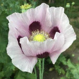 Izmir Bush Poppy (1000+ seeds)