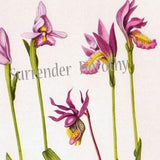 Rose Pogonia Calypso and Swamp Pink Orchid Flowers Vintage Botanical 1950s Lithograph Art Print To Frame 35