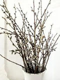 Branch of real dried Pussy Willow Spring Flowers length 13'' (35cm) 20 Stems