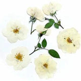 12PCS Real Pressed Dry White Rose flower head for art Craft FHT24