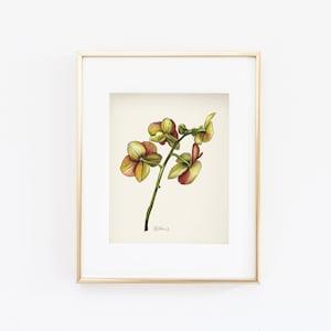 Orchid Watercolor Gicl???e Print, Botanical, 8x10, 11x14, 16x20, Watercolor Art, Painting, Flower, Garden, French, Orangerie, Floral, Vintage