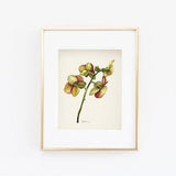 Orchid Watercolor Gicl???e Print, Botanical, 8x10, 11x14, 16x20, Watercolor Art, Painting, Flower, Garden, French, Orangerie, Floral, Vintage