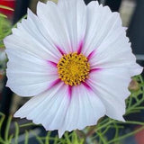Cosmos 100 Seeds