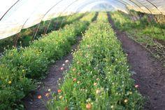 Floret's How to Grow Ranunculus Flower Delivery