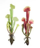 Unique Decorative Faux Cobra Lily Plant (Set of 12) 13