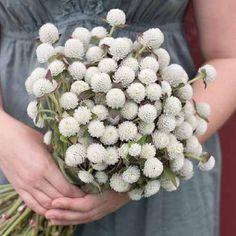 How to Plant and Grow Globe Amaranth (Gomphrena) | Gardener??s Path Flower Delivery