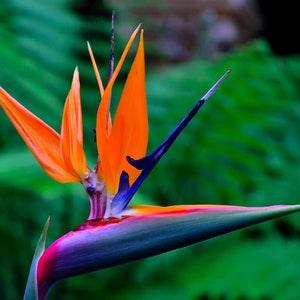 Birds of Paradise {Strelitzia reginae} Ornate Tropical | Vibrant colors | Landscaping Select | 5 seeds | US SEED |New!