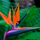 Birds of Paradise {Strelitzia reginae} Ornate Tropical | Vibrant colors | Landscaping Select | 5 seeds | US SEED |New!
