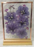 Dried Pressed Purple Petunias in Floating Glass Frame: 5" x 7"