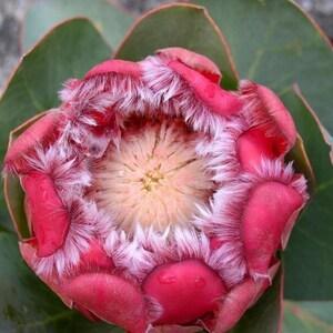 Red Sugarbush - Protea grandiceps  - Rare 'Plant' Seeds - Scarlet sugarbush, Red Pincushion, Red Leucospermum, Red Fountain Pincushion
