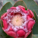 Red Sugarbush - Protea grandiceps  - Rare 'Plant' Seeds - Scarlet sugarbush, Red Pincushion, Red Leucospermum, Red Fountain Pincushion