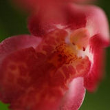 Miniature Orchid