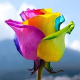 10 Rainbow Rose Seeds Rare Perennial Flower Blooms-Rose Bush Seeds