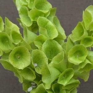 100+ Bells of Ireland Flower Seeds- Moluccella Laevis--B351-Annual