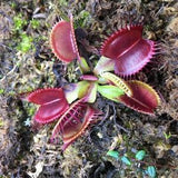 Carnivorous Plant Flycatcher 10 SEEDS