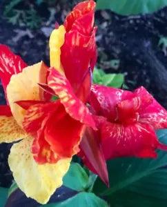 6 Variegated Foliage mulicolor Flowers Cleopatra Cana Lily plants w/LRG Rhizomes