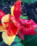 6 Variegated Foliage mulicolor Flowers Cleopatra Cana Lily plants w/LRG Rhizomes