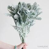 Dusty Miller Greenery | DIY Wedding Flowers | Flower Moxie Flower Delivery