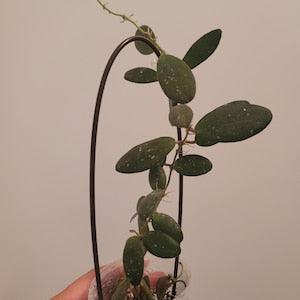 Hoya GPS 7240. The grape hoya, small leaf hoya, Sunstressed hoya, cute round leaves, rooted plant, rooted hoya, rooted cutting.