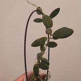 Hoya GPS 7240. The grape hoya, small leaf hoya, Sunstressed hoya, cute round leaves, rooted plant, rooted hoya, rooted cutting.