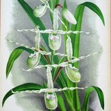 Antique Botanical Print ORCHID SELENIPEDIUM Linden Original Large   c1885