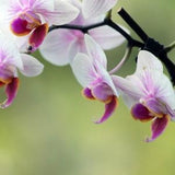 White and Pink Orchid Bunch