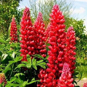 Flower Seeds Lupine Red Flame  #1555