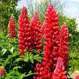 Flower Seeds Lupine Red Flame  #1555