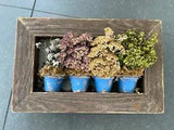 Dried Flower Pots Wall Hanging Wood Frame 15x10
