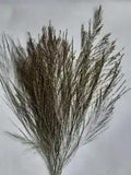 30 Pcs Pressed Dried Natural Asian Broom Grass Flowers For Hand Crafts DIY Art D