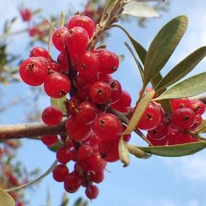 Organic Buffaloberry Seeds, 25 Fruit Garden Seed, Wild PERENNIAL, Prepper Medicinal Garden, Bulk Shrub Seeds,  Grow Tea + Make AWESOME Jelly