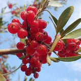 Organic Buffaloberry Seeds, 25 Fruit Garden Seed, Wild PERENNIAL, Prepper Medicinal Garden, Bulk Shrub Seeds,  Grow Tea + Make AWESOME Jelly