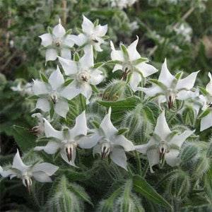 20 seeds Borage ??Alba??Borago officinalis white flower