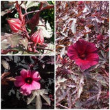 Hibiscus Mahogany Splendor Seeds - RED LEAF HIBISCUS / False Roselle / African Rose Mellow / Foliage in Cut Flower Arrangements and Bouquet