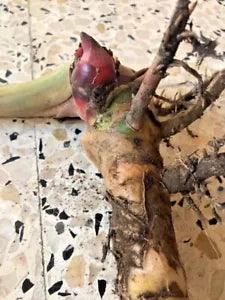 Alpinia-Shell-Ginger-Araththa-Live-Lily Plant-5 Rhizome-Flowers easy to grow
