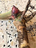 Alpinia-Shell-Ginger-Araththa-Live-Lily Plant-5 Rhizome-Flowers easy to grow