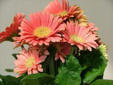 Gerbera Flower Facts | ehow.com Flower Delivery