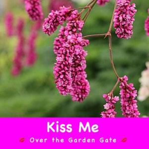 KISS ME Under the Garden Gate Flower Seeds - Adds a ROMANTIC Touch to Any Garden Space / Fresh Cut Flower / Used in Dry Floral Arrangements