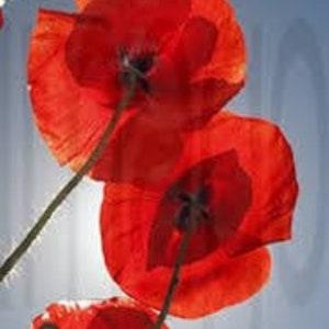 1500+ Flanders Red Poppy SEEDS Corn Flower Cut Flower Bouquet Dizzy Bees Urban Food Garden
