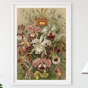 Vintage Ernst Haeckel Flowers Print, Orchid flower, Orchidae, Orchidoideae Print, Ernst Haeckel Print, Plant Poster, Botanical Poster